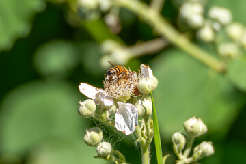 Honeybee collecting nectar on a white flower. Macro shot with a blurred green background.
