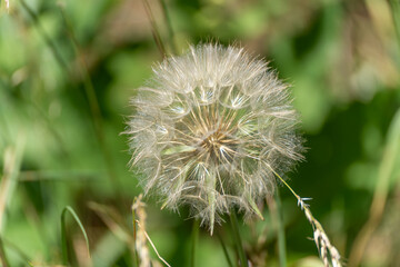 Detailed shot of a dandelion seed head in sunlight. The delicate seeds stand against a soft, green background.