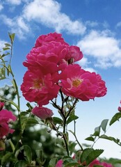 Pink rose against blue sky