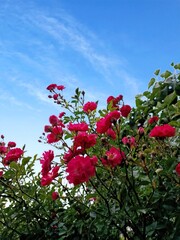 Pink flowers against blue sky