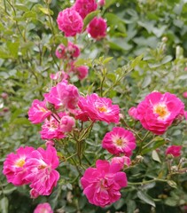 Pink amazing  flowers in the garden