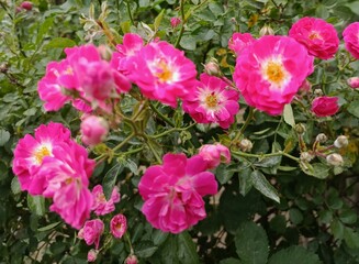 Pink  roses in the park