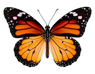 Fototapeta premium Close-up of a butterfly