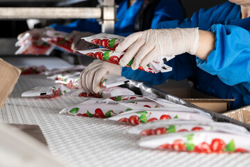 Worker Packing Food Products on Conveyor Line in Factory