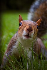 A Curious Squirrel in Hyde Park, London