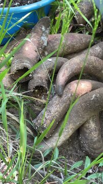 Filling and Stacking Cow Horns with Compost for Biodynamic Farming