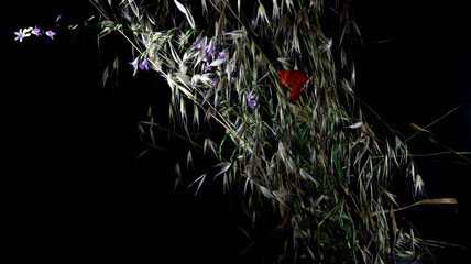 Naklejka premium still life, dried herbs with wild flowers on black background