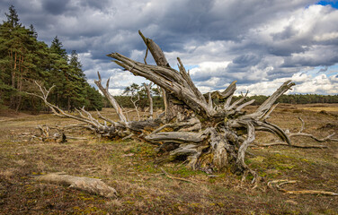 Baumwurzel im Nationalpark De Hoge Veluwe