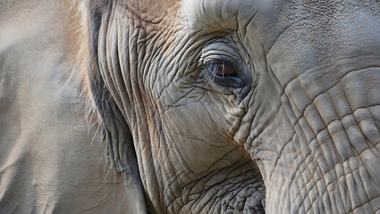 Close up of an african elephant s eye and wrinkled skin