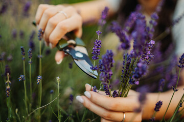 Young caucasian woman is cutting lavender at her home garden during the day	