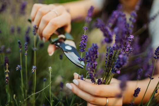 Young caucasian woman is cutting lavender at her home garden during the day	