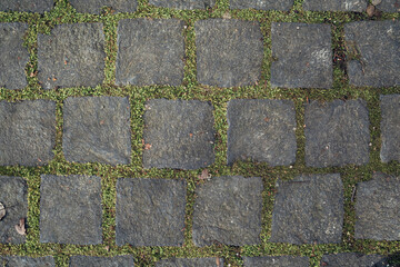 A brick walkway with green grass growing between the bricks