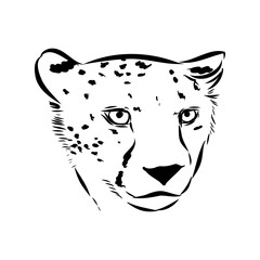 cheetah, vector sketch