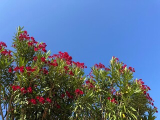 Oleander Nerium red blossom against sky 