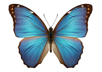 A vibrant blue morpho butterfly, isolated on transparent background