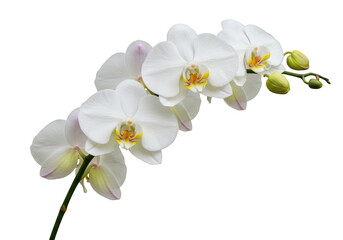 Elegant white orchid blossoms and buds isolated on transparent background