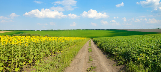 Country road between picturesque fields of sunflowers and legumes.