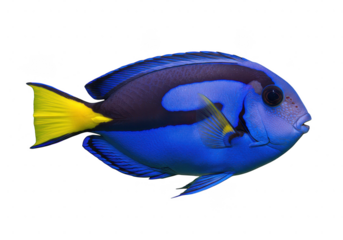 A vibrant blue tang fish, isolated on transparent background, with a striking yellow tail