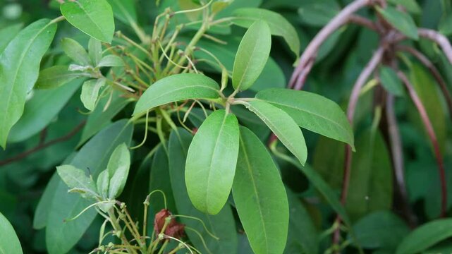 Gr&uuml;ne Rhododendron Bl&auml;tter im Sommer, frisch gewachsene Rhododendron Pflanze im Monat Juni in Europa, Rhododendron Zierpflanze