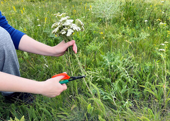 Gathering a Bouquet of Yarrow Flowers in a Field