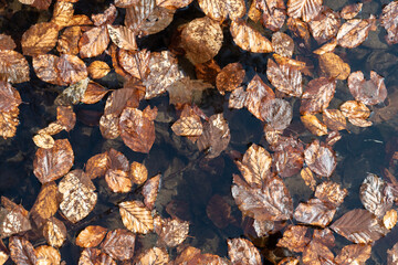 Autumn Leaves Floating on Water