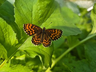 butterfly on a flower