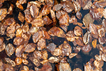 autumn leaves