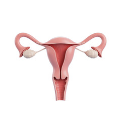 Anatomy of female reproductive system diagram showing uterus ovaries and fallopian tubes details medical illustration