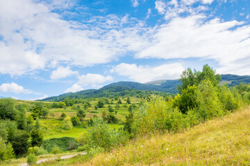 beautiful countryside of ukraine. forest on the slope. sunny day. scenic summer landscape in...