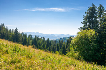 forest on the grassy meadow in mountains. beautiful sunny landscape with spruce trees on the hillside. wonderful scenery of carpathian mountains in summer forenoon. evergreen woodland