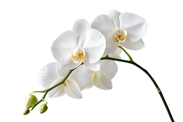 white orchid isolated on white