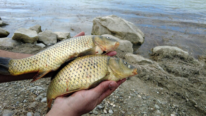 The fisherman shows the carp fish he caught closely by holding them with his hands,