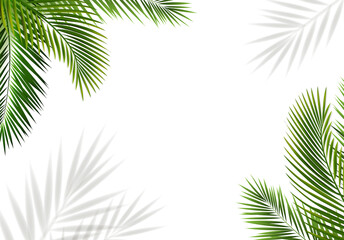 Palm Tree Frame Isolated White Background