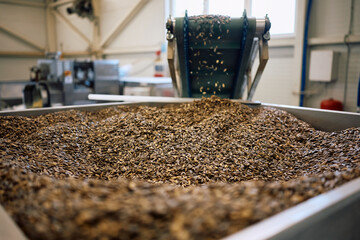 Sunflower seed processing in food factory.