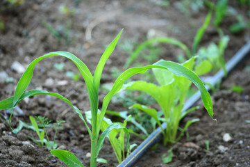 small corn plant in the garden, close-up of corn plant in the garden,