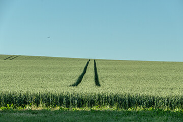 Spuren im Getreidefeld