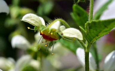 Blüte und Knospe einer Ziegelroten Brennwinde