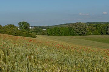 Mohnfeld in der Eifel