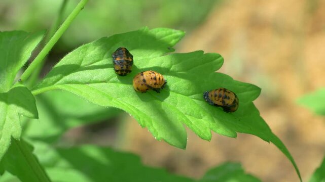A vibrant group of beetles on a leaf in their habitat, highlighting biodiversity