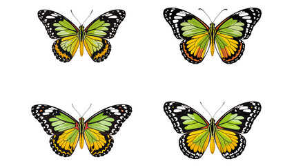 Colorful green and yellow butterflies with detailed wings illustration
