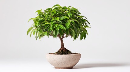 A small bonsai tree in a beige pot, isolated on white background