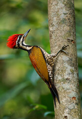 Common Flameback - Dinopium javanense - or Goldenback is a bird in the family Picidae, found in Bangladesh, Brunei, Cambodia, China, India, Indonesia, Laos, Malaysia, Singapore, Thailand, Vietnam