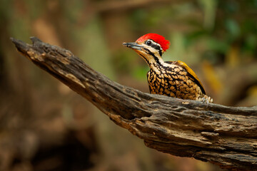 Common Flameback - Dinopium javanense - or Goldenback is a bird in the family Picidae, found in Bangladesh, Brunei, Cambodia, China, India, Indonesia, Laos, Malaysia, Singapore, Thailand, Vietnam