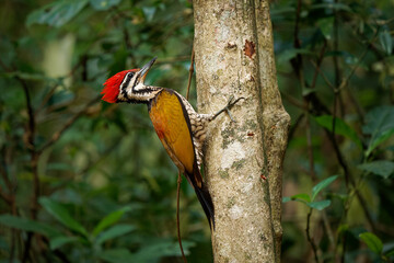 Common Flameback - Dinopium javanense - or Goldenback is a bird in the family Picidae, found in Bangladesh, Brunei, Cambodia, China, India, Indonesia, Laos, Malaysia, Singapore, Thailand, Vietnam
