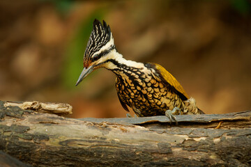 Female Common Flameback - Dinopium javanense - or Goldenback bird in Picidae, found in Bangladesh, Brunei, Cambodia, China, India, Indonesia, Laos, Malaysia, Singapore, Thailand, Vietnam