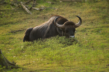 The gaur - Bos gaurus, also Indian bison, portrait on a green background, the largest extant bovine native to South Asia and Southeast Asia, in India. Animals in the forest and meadow