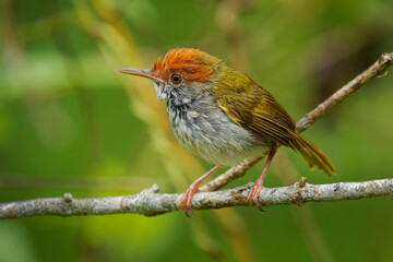 Dark-necked Tailorbird - Orthotomus atrogularis small songbird in Cisticolidae, Bangladesh, India and Southeast Asia, subtropical or tropical moist lowland forest and mangrove forest