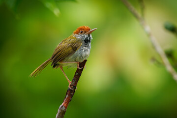 Dark-necked Tailorbird - Orthotomus atrogularis small songbird in Cisticolidae, Bangladesh, India and Southeast Asia, subtropical or tropical moist lowland forest and mangrove forest