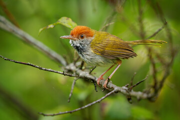 Dark-necked Tailorbird - Orthotomus atrogularis small songbird in Cisticolidae, Bangladesh, India...