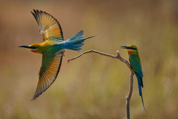 Blue-tailed bee-eater Merops philippinus near passerine bird in Meropidae, widely distributed across South and Southeast Asia, mostly in open habitats close to water. Colorful flying bird